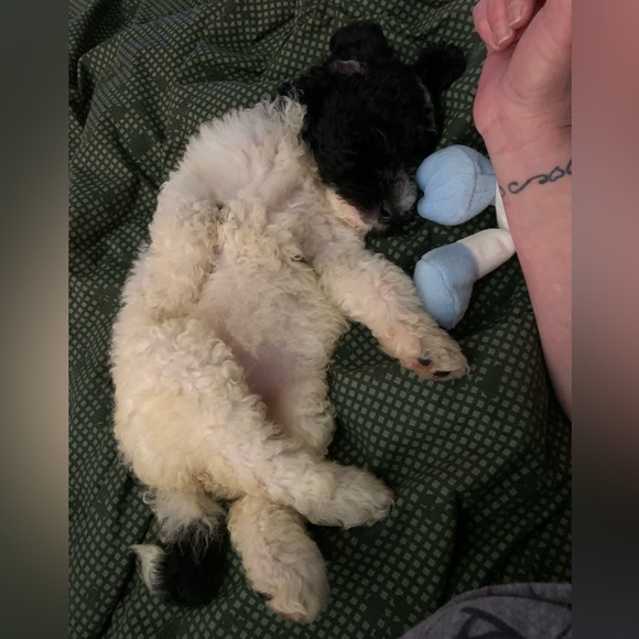 LIKE IF YOU TRADE - Picture 3 of 3